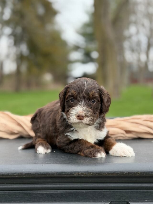 bernedoodle puppy