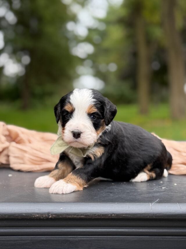 bernedoodle puppy