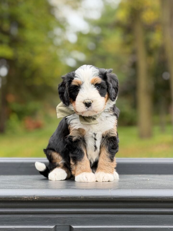 bernedoodle puppy