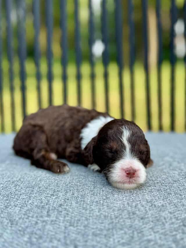 chocolate bernedoodle puppy