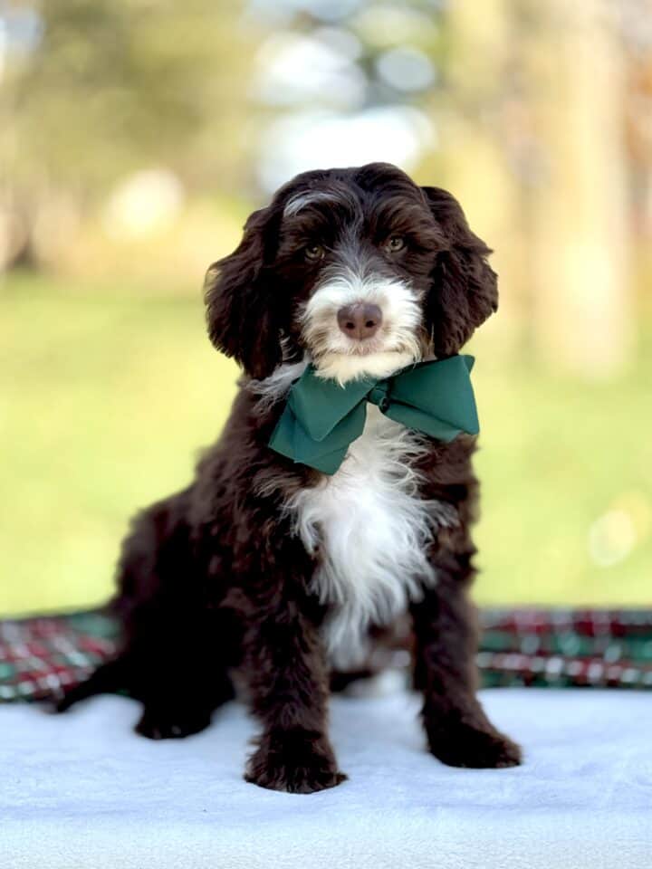 bernedoodle puppy
