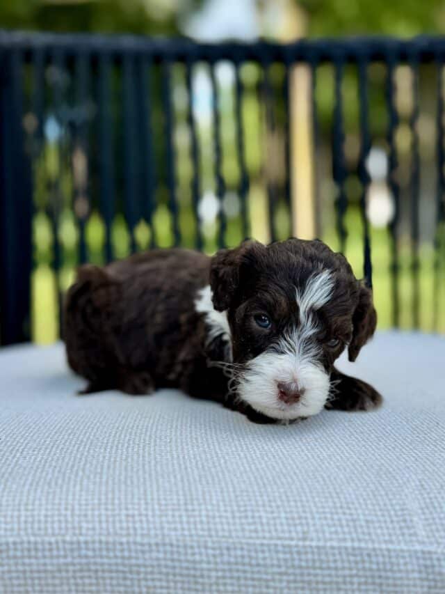 bernedoodle puppy