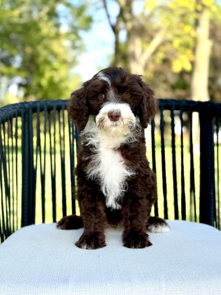 bernedoodle puppy