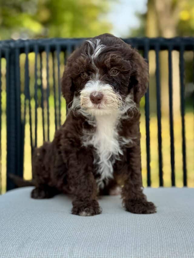 bernedoodle puppy