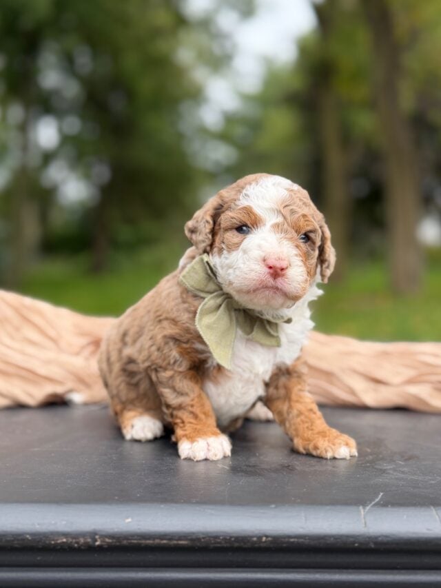 bernedoodle puppy