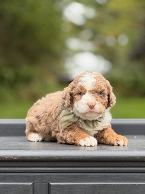 bernedoodle puppy