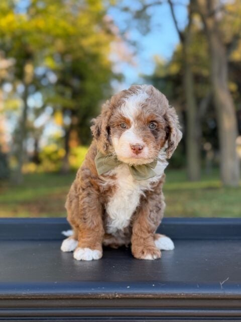bernedoodle puppy
