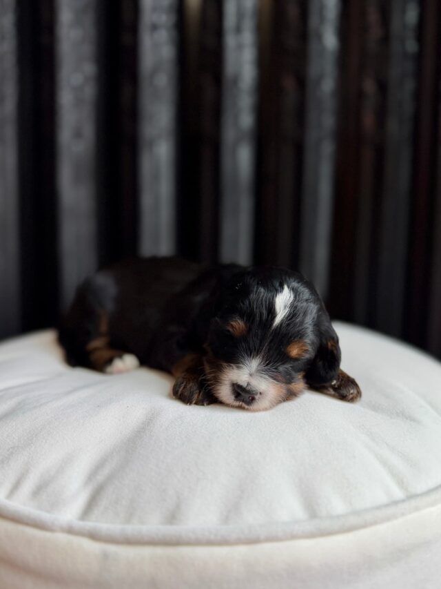 bernedoodle puppy
