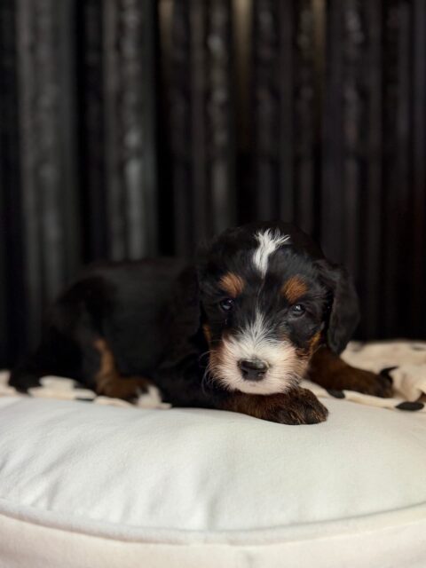 bernedoodle puppy
