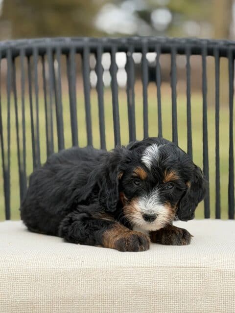 bernedoodle puppy