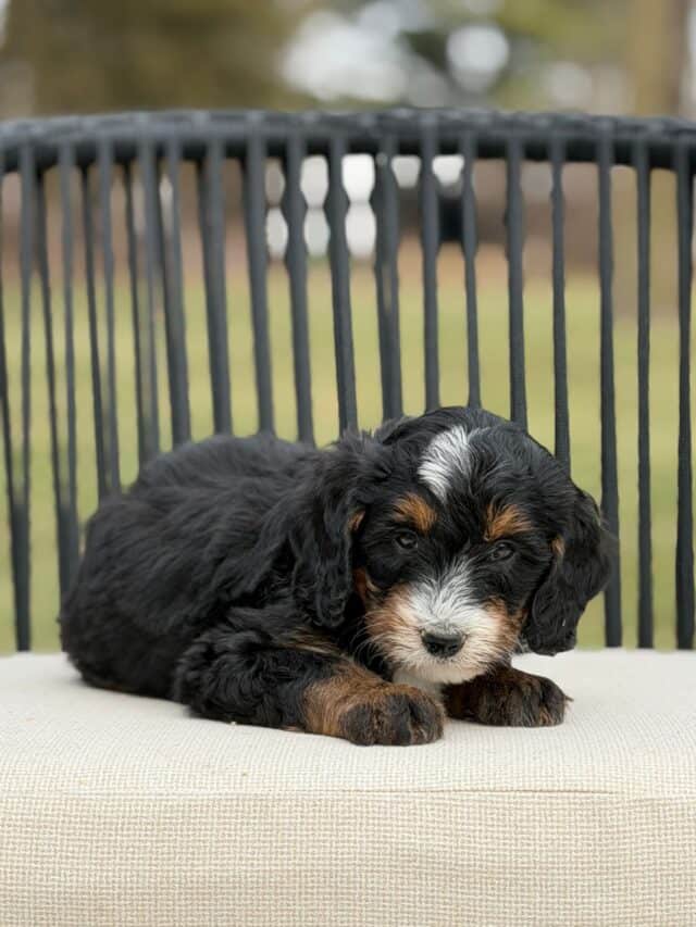 bernedoodle puppy