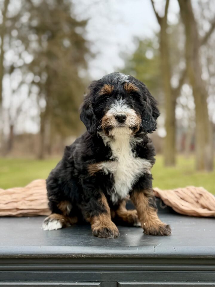 bernedoodle puppy