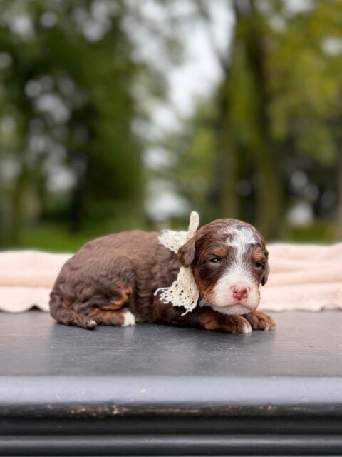 bernedoodle puppy