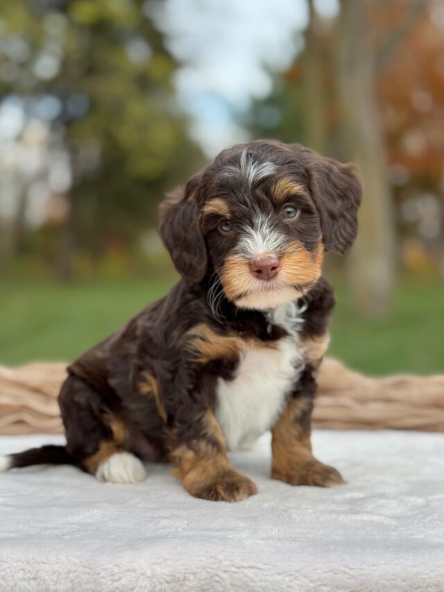 bernedoodle puppy
