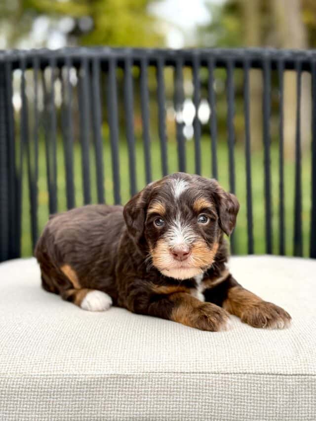 bernedoodle puppy
