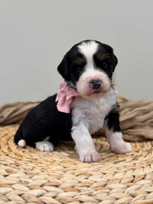 bernedoodle puppy