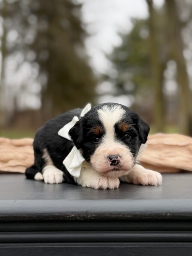 bernedoodle puppy