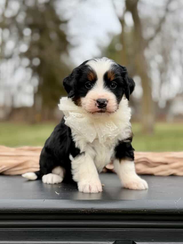bernedoodle puppy