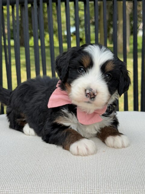 bernedoodle puppy