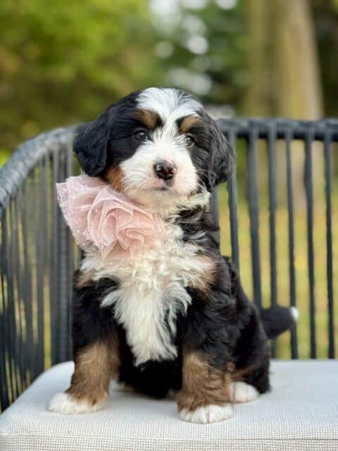 bernedoodle puppy