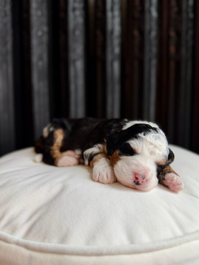 bernedoodle puppy