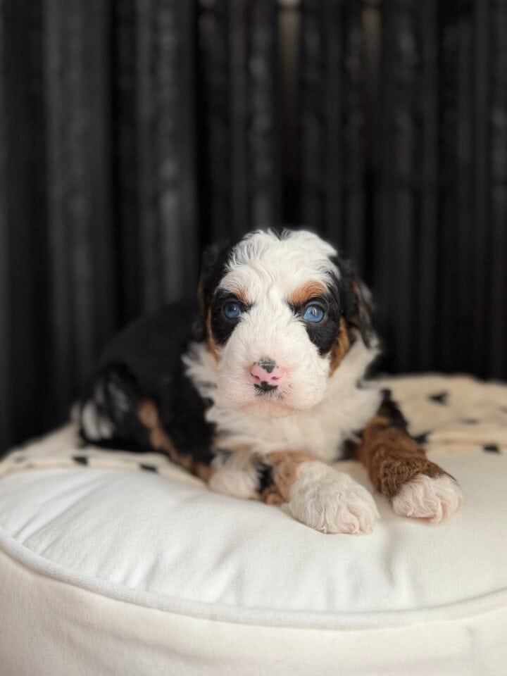 bernedoodle puppy