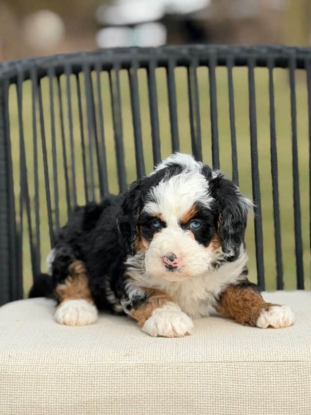 bernedoodle puppy