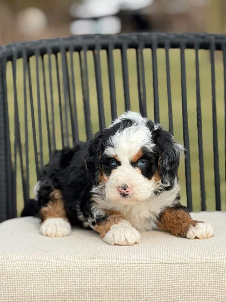 bernedoodle puppy