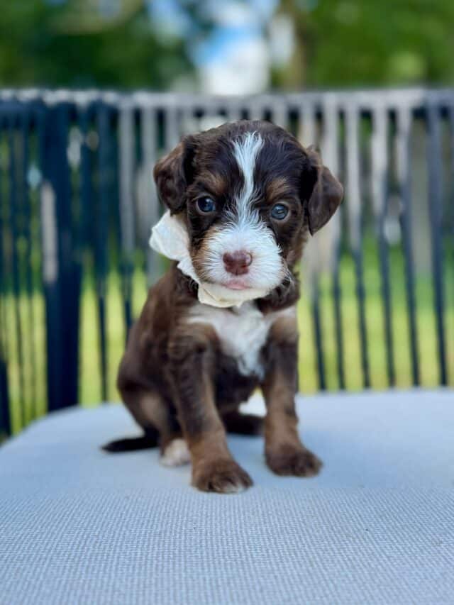 bernedoodle puppy