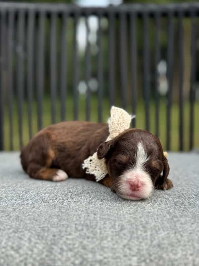 chocolate bernedoodle puppy