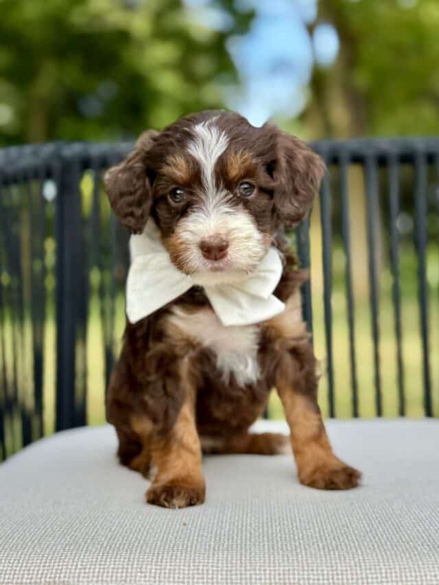 bernedoodle puppy