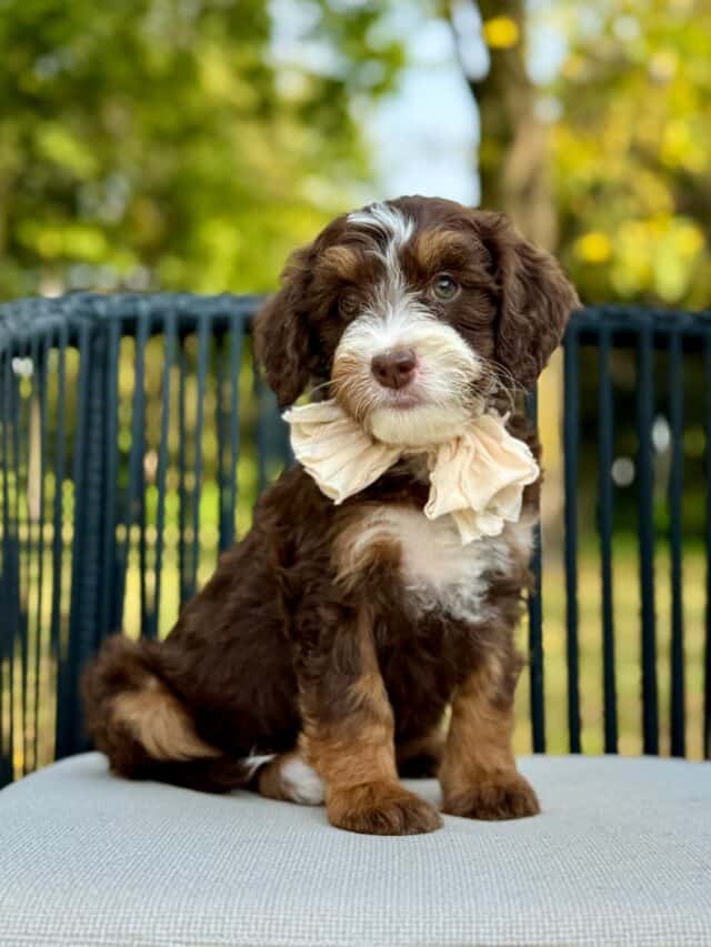 bernedoodle puppy