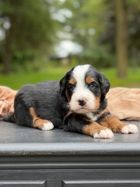 bernedoodle puppy