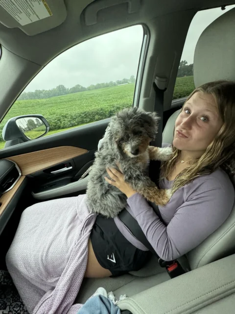 Happy owner picking up her Bernedoodle