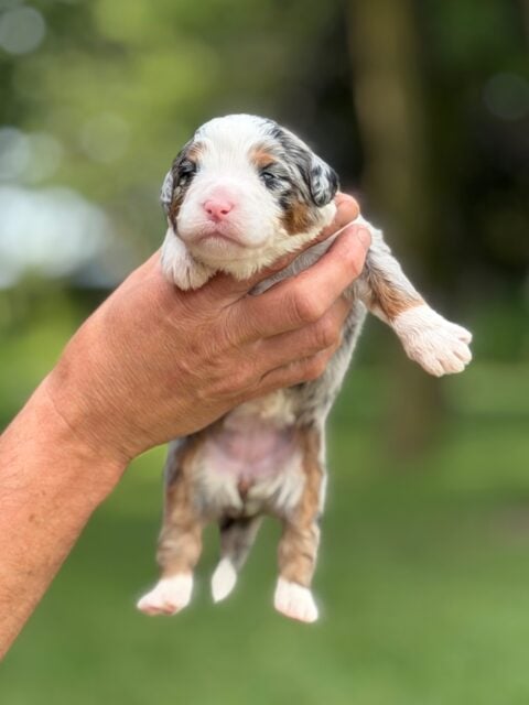 bernedoodle puppy