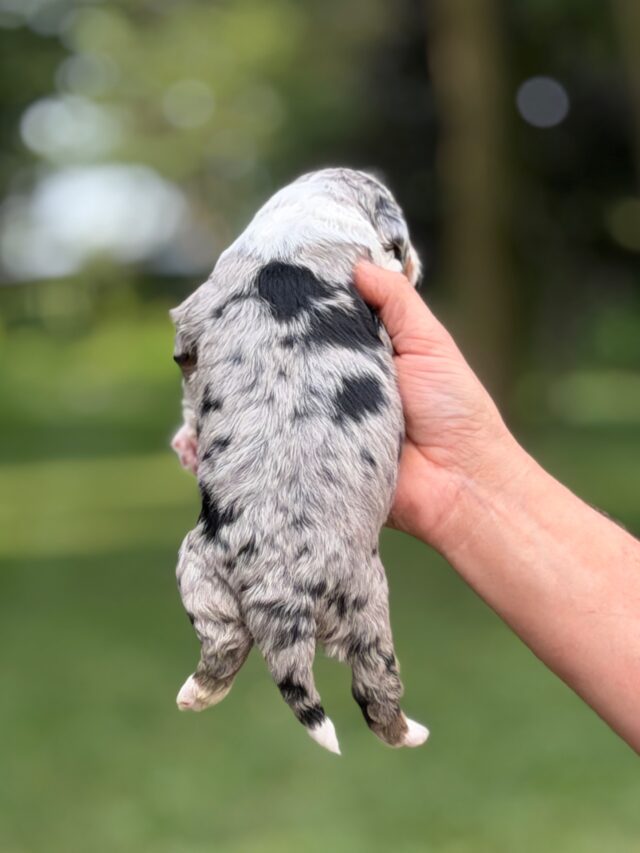 bernedoodle puppy