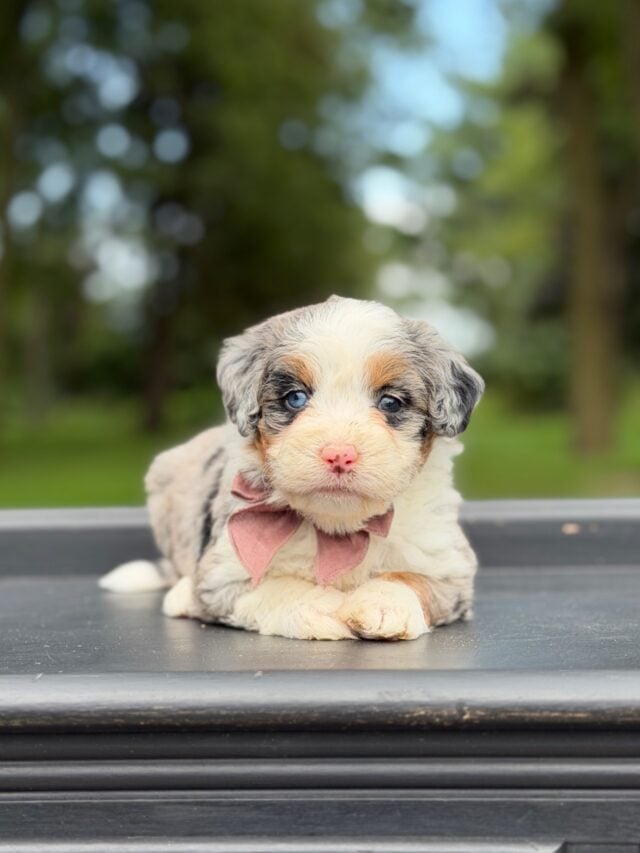 bernedoodle puppy