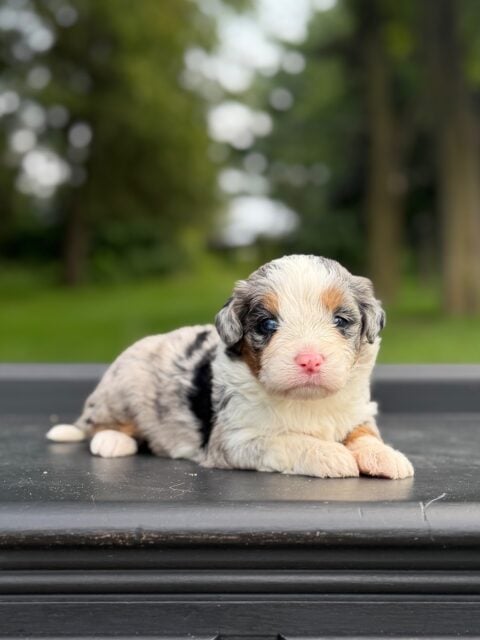 bernedoodle puppy