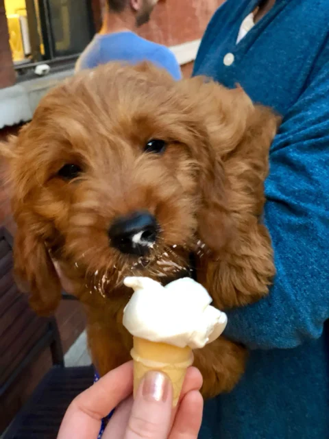 Dad shares ice-cream with his Bernedoodle