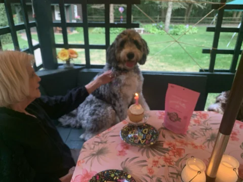 Owner throwing birthday party for her Bernedoodle