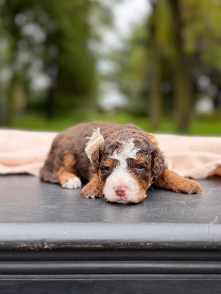 bernedoodles puppy