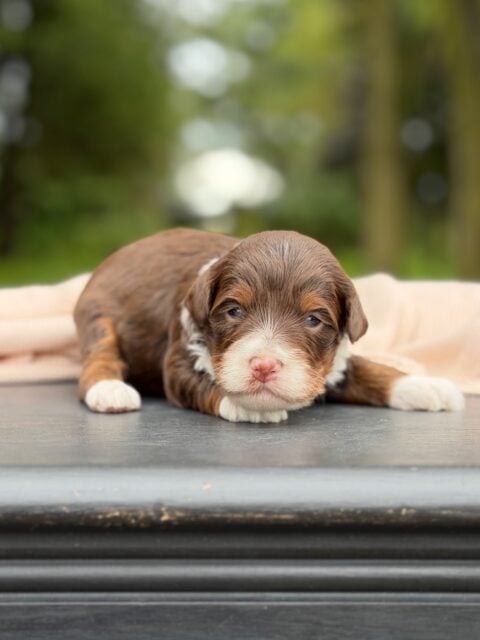 bernedoodles puppy