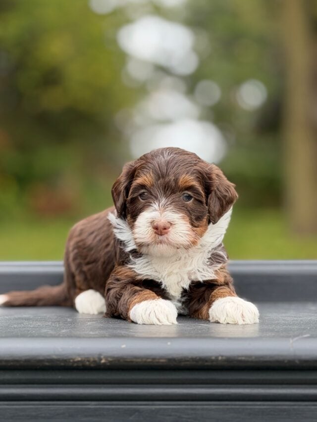 bernedoodle puppy