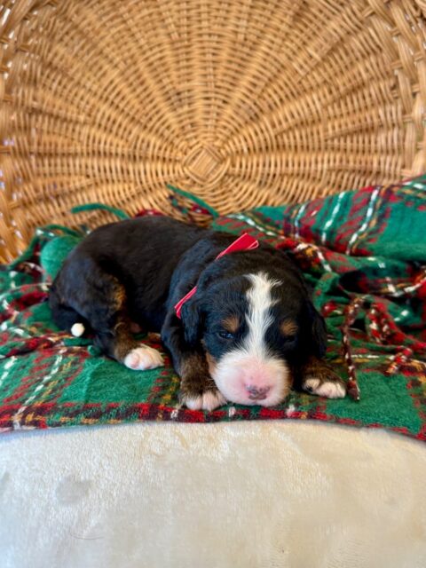 bernedoodle puppy
