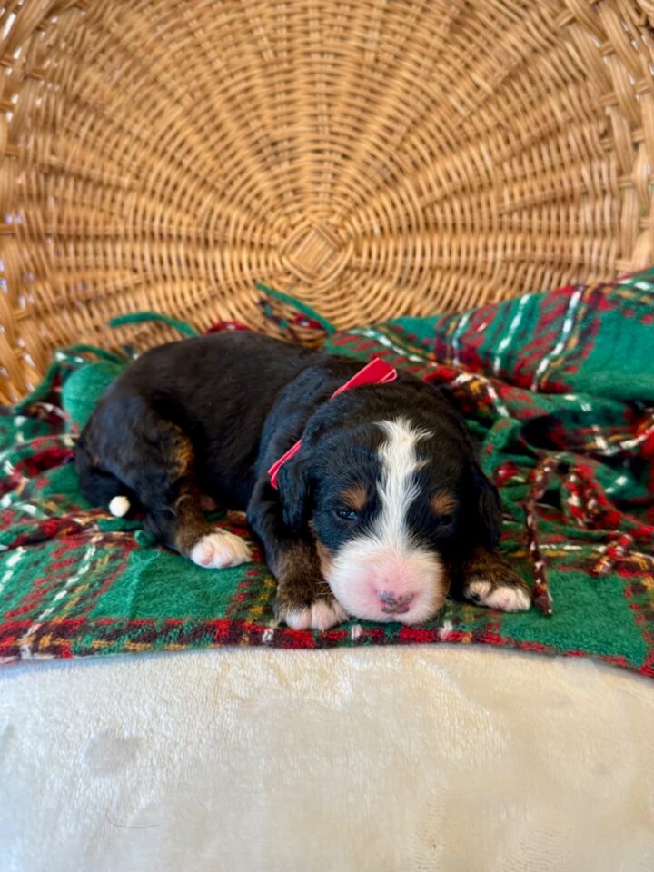 bernedoodle puppy