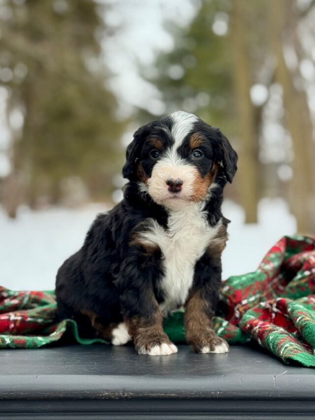 bernedoodle puppy