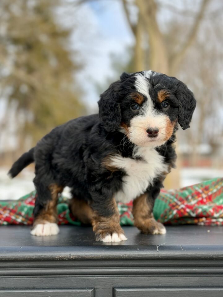 bernedoodle puppy
