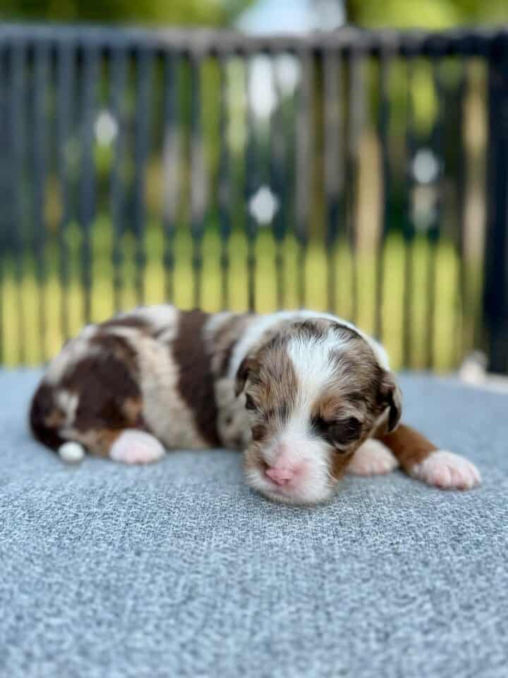 chocolate bernedoodle puppy