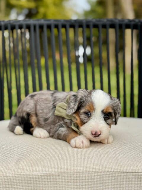 bernedoodle puppy