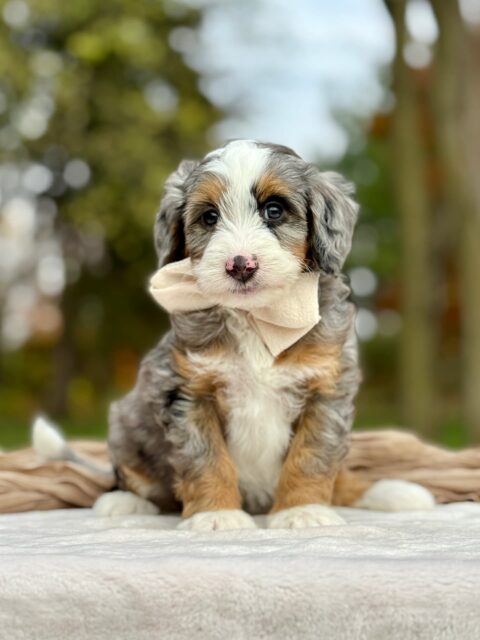 bernedoodle puppy